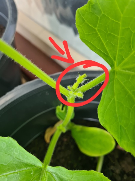 A greenhouse newbie - break it down for me?!