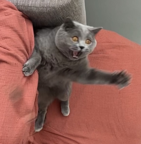 Thread 7 - TalkLair: “In fact it’s an oblate spheroid”