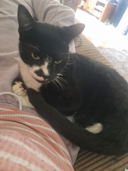 Cat overlord begging for food.