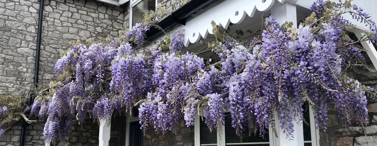 Wisteria identification help