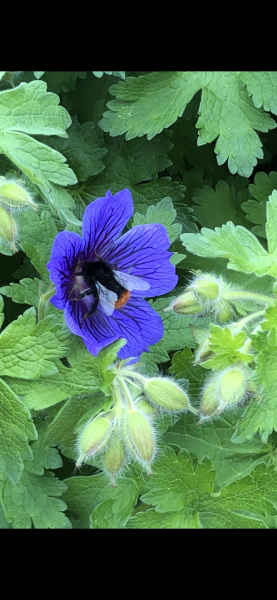 Happy Bee 🐝 day! Share your bee pictures 