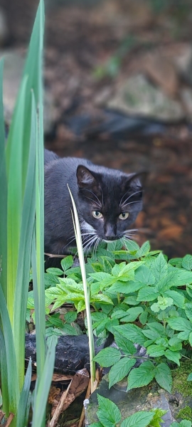 Stray cat isn't well