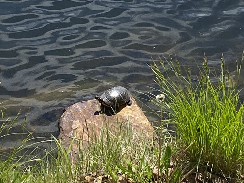 Come and tell me your dull and unexciting news 25: Calmly through the day 