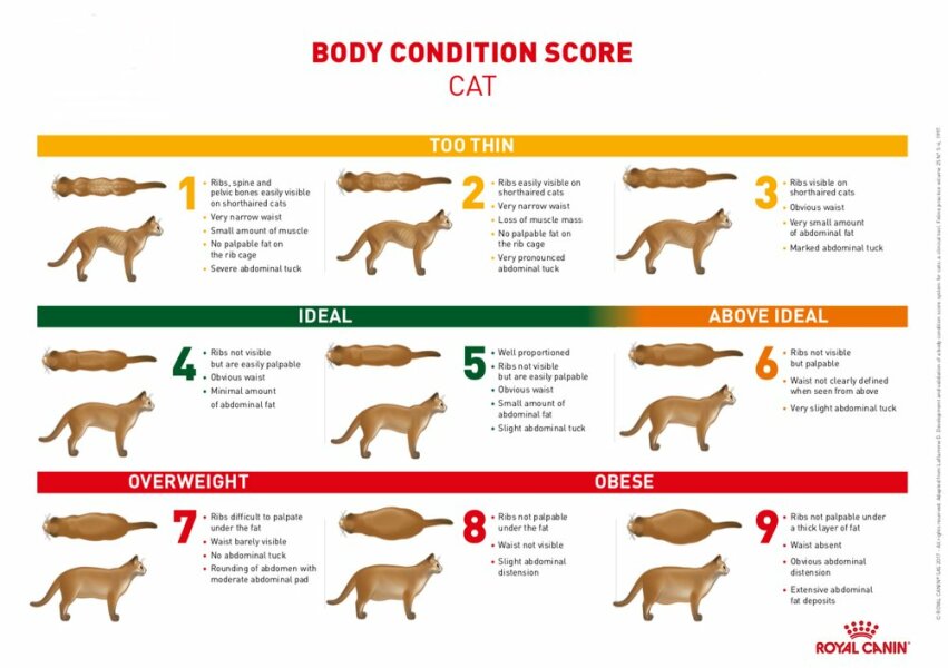 Is my Maine Coon fat?