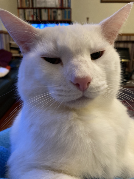 Why are cats such dicks?