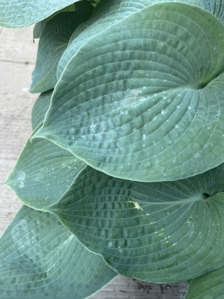 Is this powdery mildew?