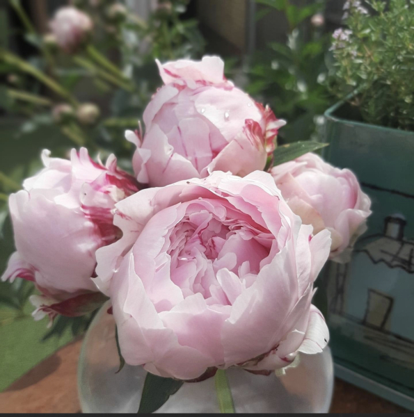 Have your peonies sprouted yet?