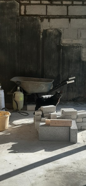 How many black cats...