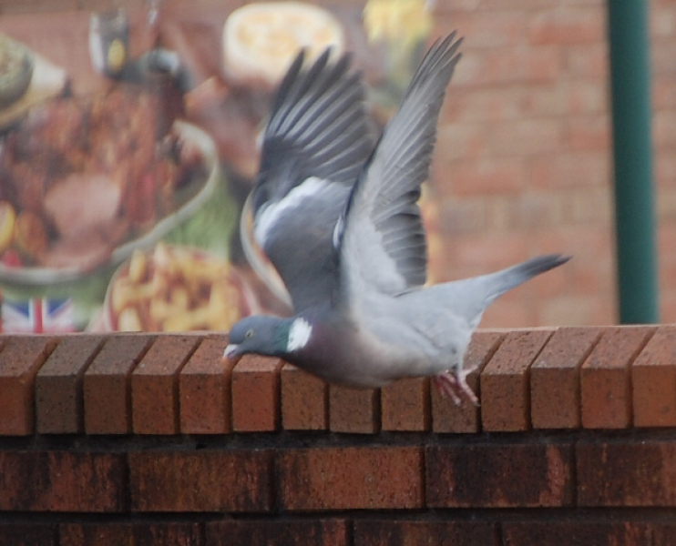 I have a pigeon nesting just outside my sitting room window and she is so cute