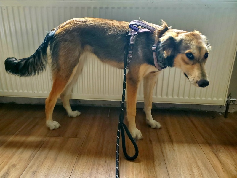 Puppy survival thread part 2