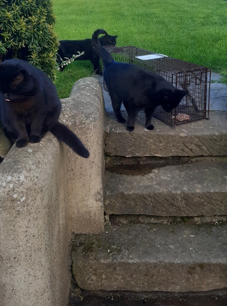 How many black cats...