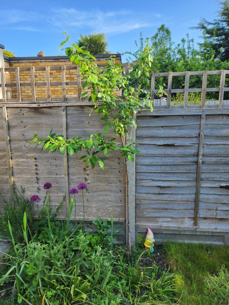 Young Victoria plum - prune