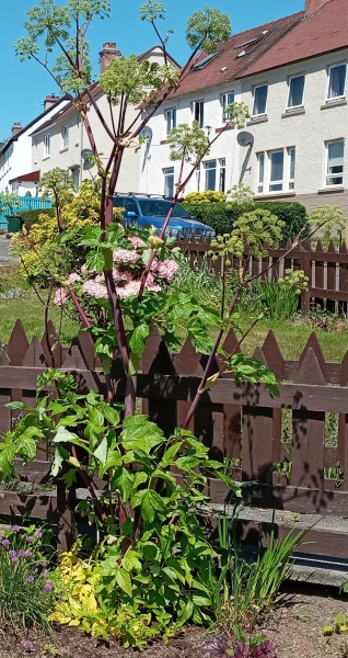 Giant hogweed?