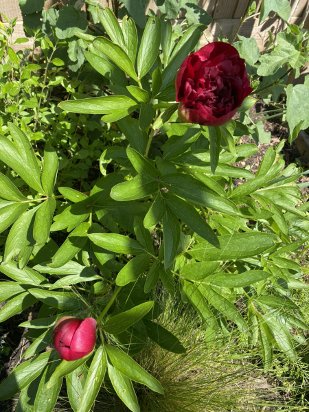 Have your peonies sprouted yet?