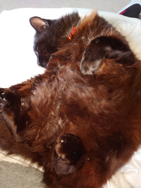 Let's have a happy thread. Show me your kitties.