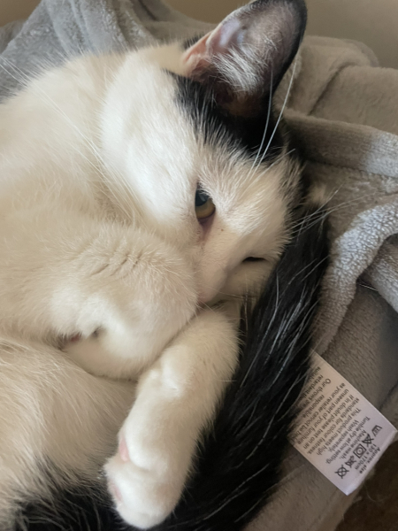 Let's have a happy thread. Show me your kitties.