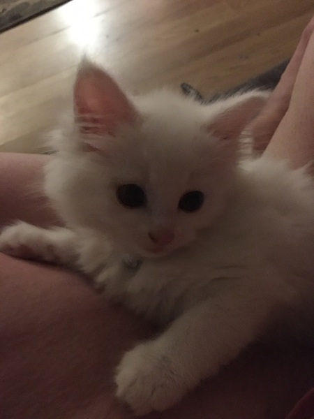 New lovely kitten white and fluffy!