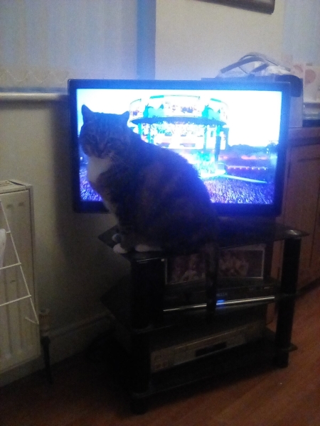 Cats used to be worshiped as Gods...