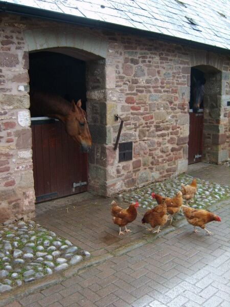Are horses just giant puppies then? 