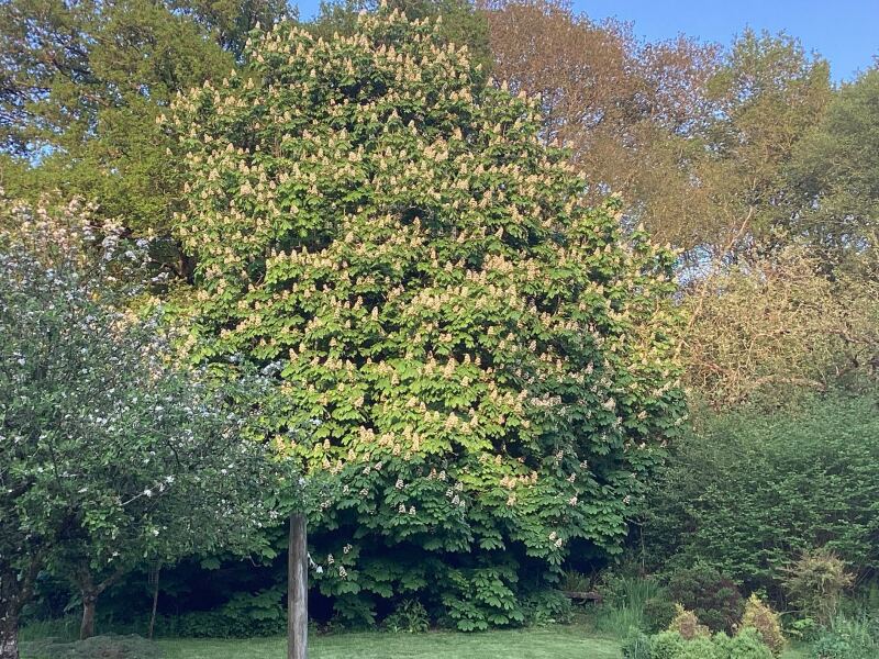 Thread 7 - TalkLair: “In fact it’s an oblate spheroid”