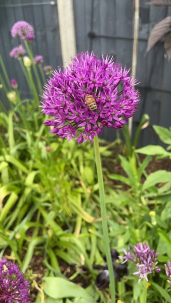 Happy Bee 🐝 day! Share your bee pictures 