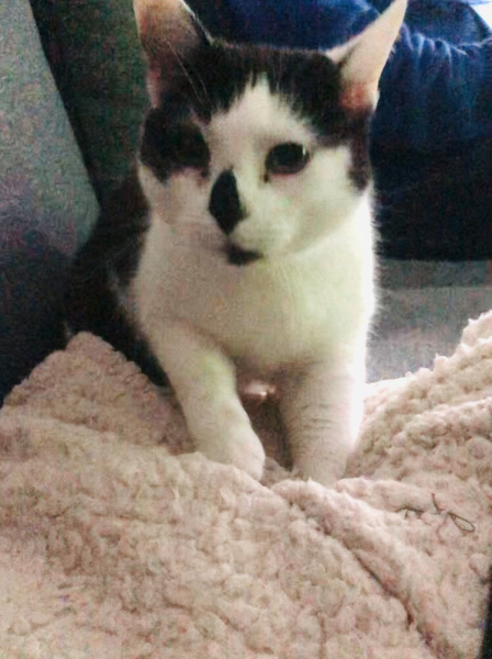 Let's have a happy thread. Show me your kitties.