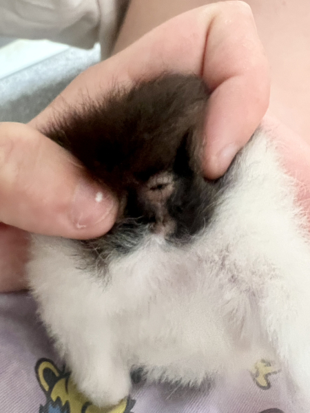 Kitten sex help!