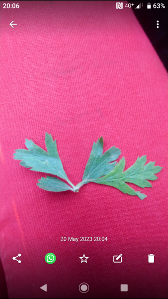 Fruit tree plant id