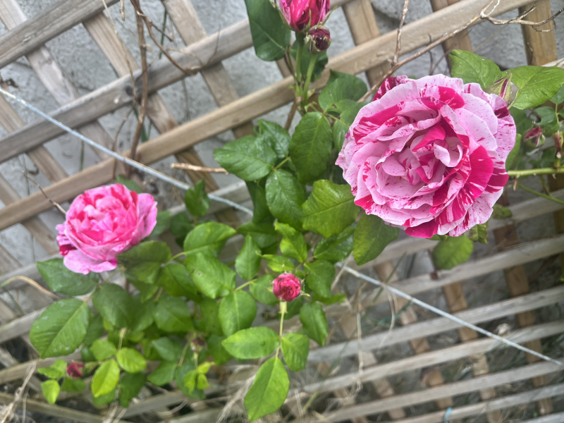 Rose Appreciation Thread