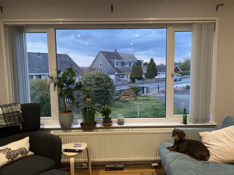 Curtains help - pic of dog included!