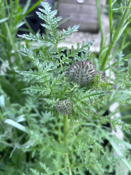 These are weeds right? 