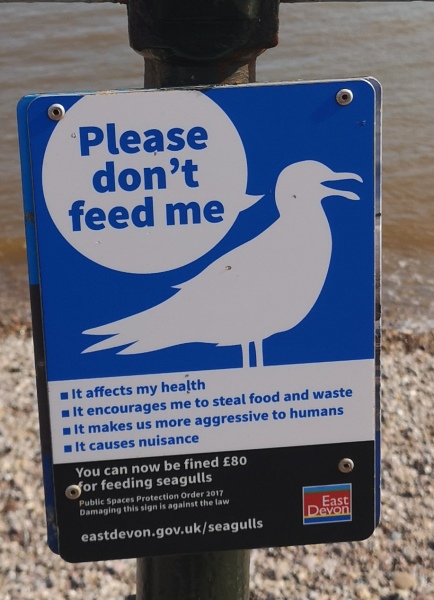 Why are seagulls such a pain?! 