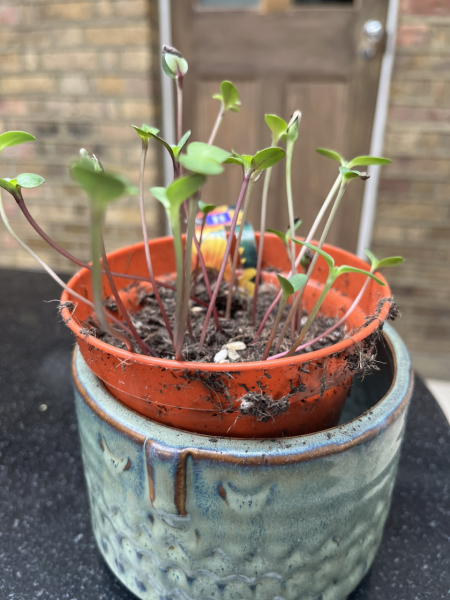 Baby sunflowers
