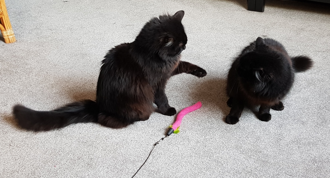 Let's have a happy thread. Show me your kitties.