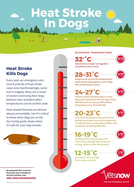 Should you take dogs out in this heat at lunch