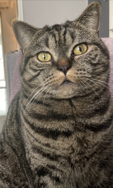 Is my Maine Coon fat?