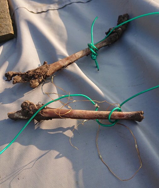 Just found the freakiest and weirdest thing at the bottom of the garden, ANY VETS ABOUT ??
