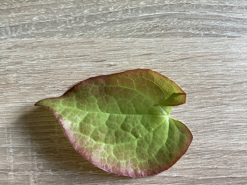 Always thought it was aquilegia, what is it (pic)