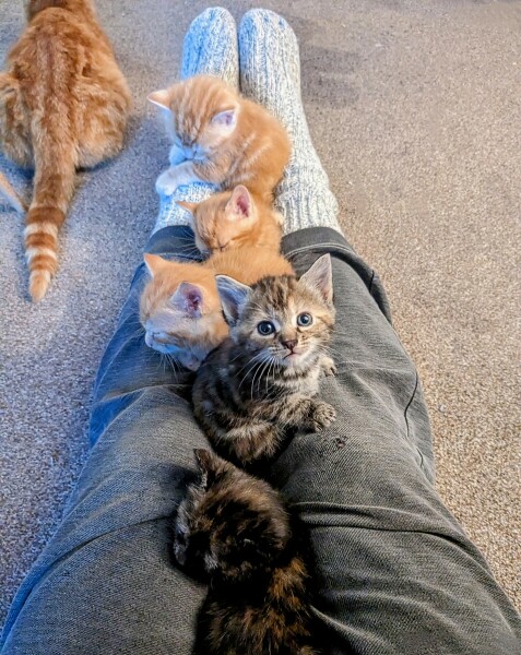 Names for ginger kittens - and more!