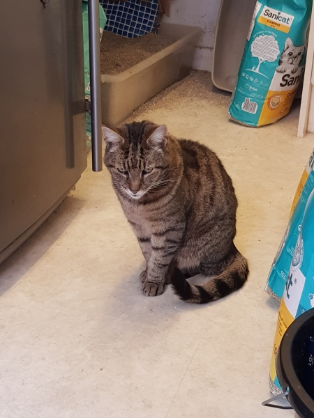 Thug cat part 5 - For he will not do destruction, if he is well-fed, neither will he spit without provocation.