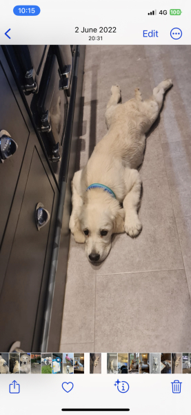 Help me prepare for a new puppy (golden retriever)