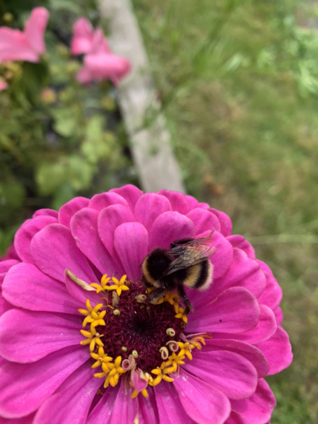 Happy Bee 🐝 day! Share your bee pictures 