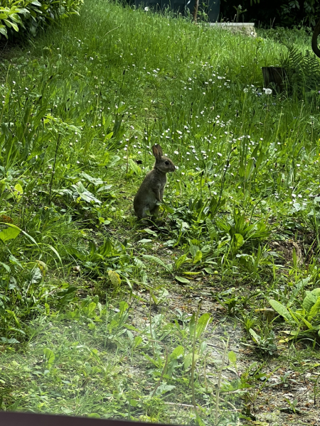 Are you doing 'no mow may' ?