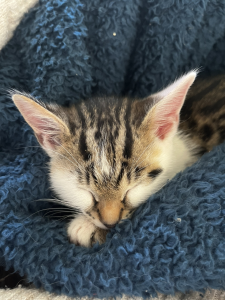 Introducing a kitten to an adult cat