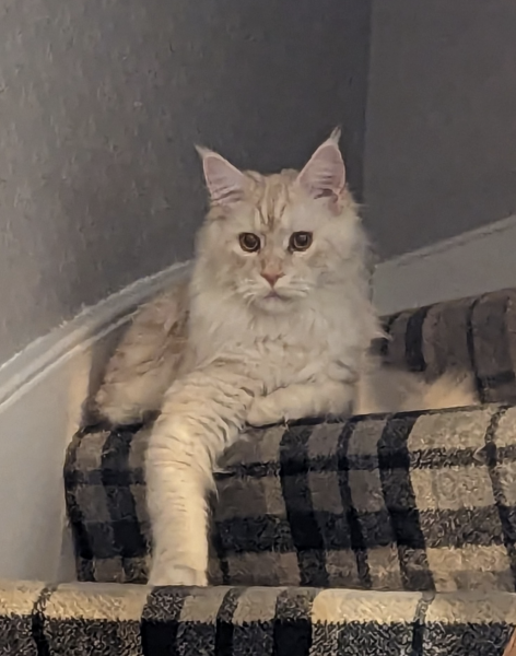 Is my Maine Coon fat?