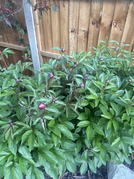 Have your peonies sprouted yet?