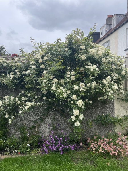 After SEVEN years my wisteria has finally burst into bloom