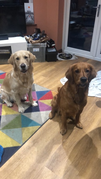 Help me prepare for a new puppy (golden retriever)