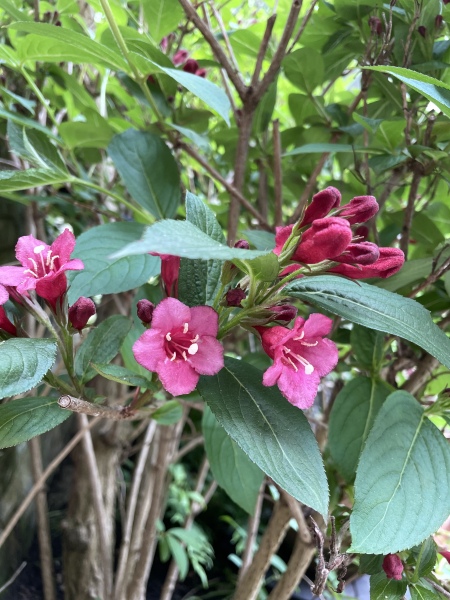Plant IDs please! New garden coming to life