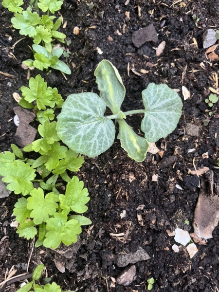 What plant is this?